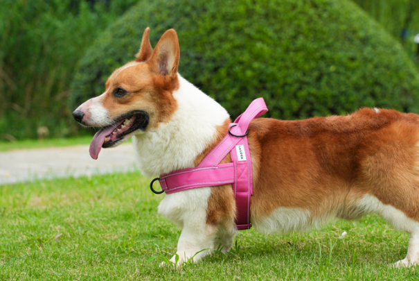 柯基好还是柴犬好?新手养狗全方位对比,看完不再纠结