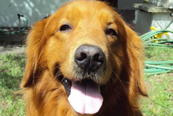 金毛犬可以吃米饭吗?能不能长期喂一次讲清楚