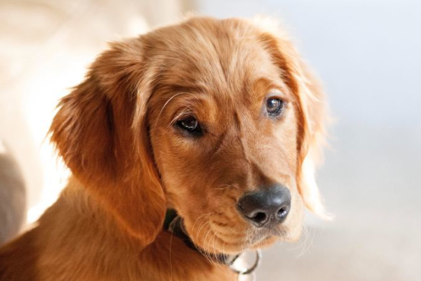 金毛犬可以吃米饭吗?能不能长期喂一次讲清楚