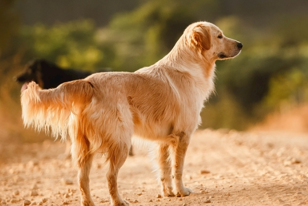 金毛犬可以吃米饭吗?能不能长期喂一次讲清楚