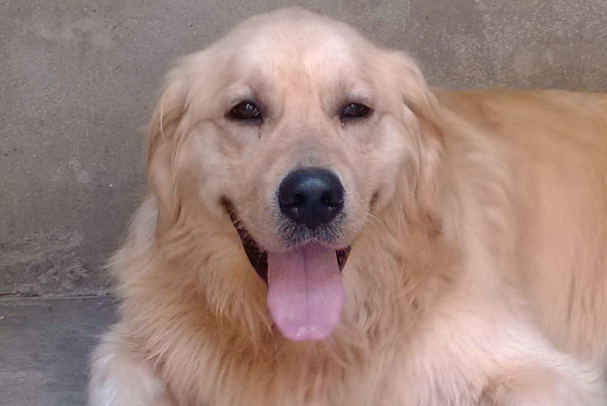 金毛犬可以吃米饭吗?能不能长期喂一次讲清楚