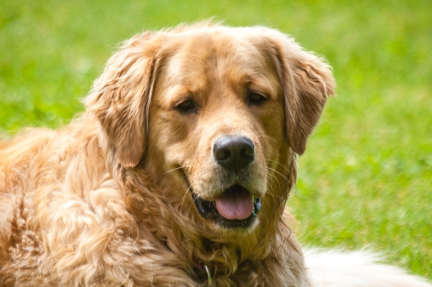 怎样选购金毛犬?新手买金毛幼犬完整避坑指南