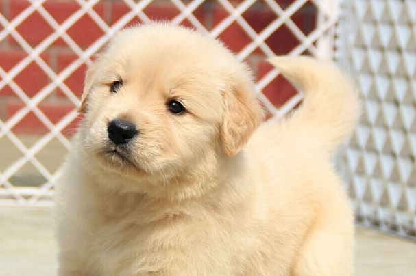 怎样选购金毛犬?新手买金毛幼犬完整避坑指南