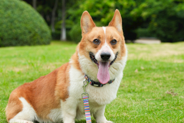 柯基犬好吗?看完优缺点再决定要不要养