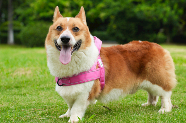 柯基犬好吗?看完优缺点再决定要不要养