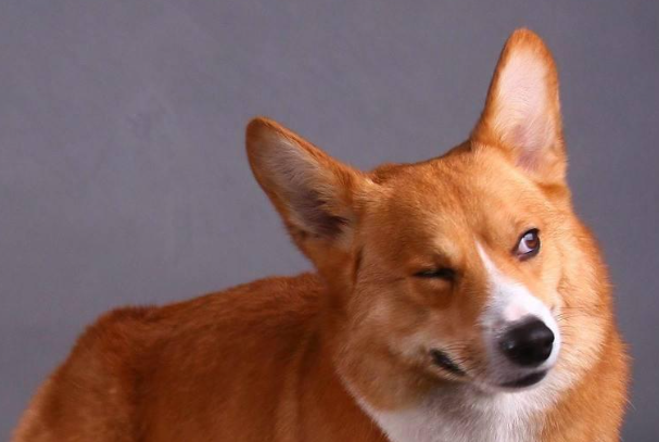 柯基犬好吗?看完优缺点再决定要不要养