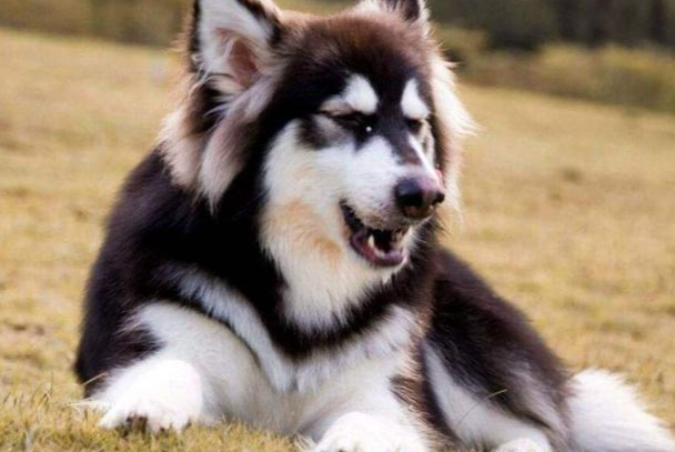 阿拉斯加犬不能吃什么?这些食物误食会危及生命