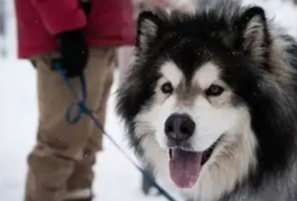 阿拉斯加犬不能吃什么?这些食物误食会危及生命