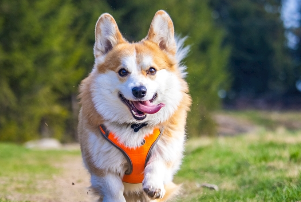 柯基犬好吗?看完优缺点再决定要不要养