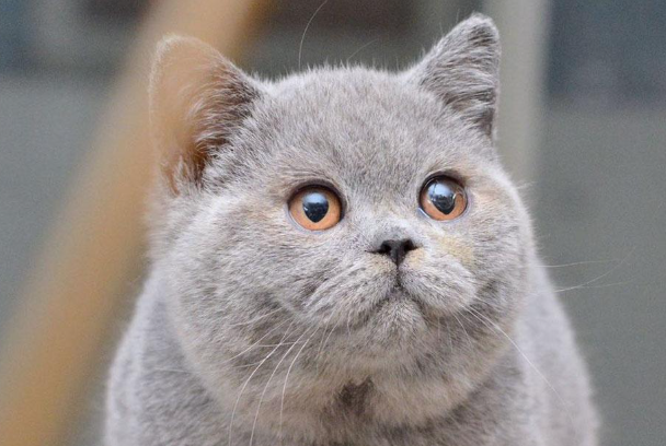 蓝猫和加菲猫哪个好养?新手选猫对比看这篇