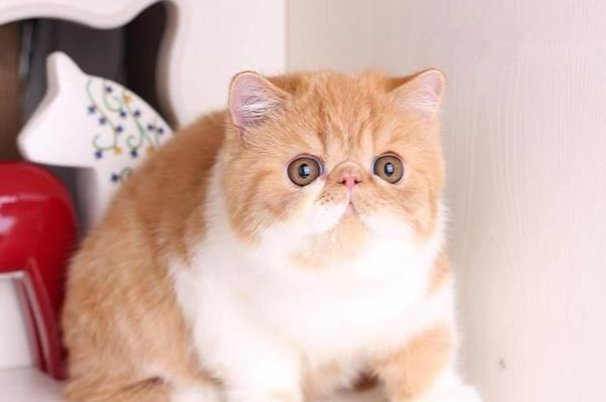 蓝猫和加菲猫哪个好养?新手选猫对比看这篇