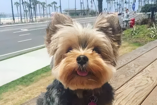 约克夏幼犬多少钱?不同渠道品相价格一览