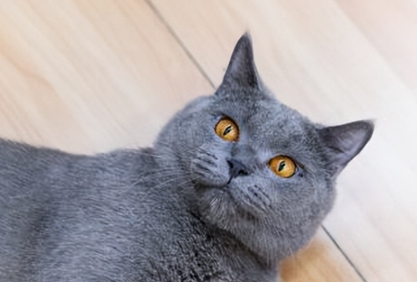 蓝猫和加菲猫哪个好养?新手选猫对比看这篇
