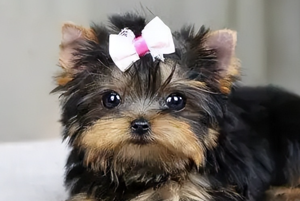 约克夏幼犬多少钱?不同渠道品相价格一览