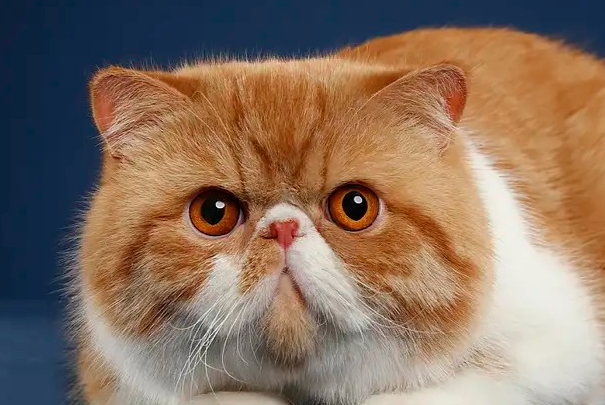 蓝猫和加菲猫哪个好养?新手选猫对比看这篇