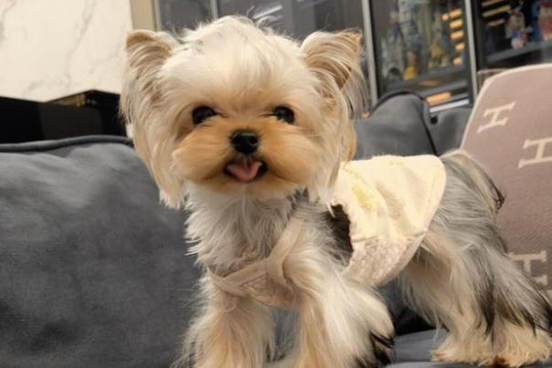 约克夏幼犬多少钱?不同渠道品相价格一览