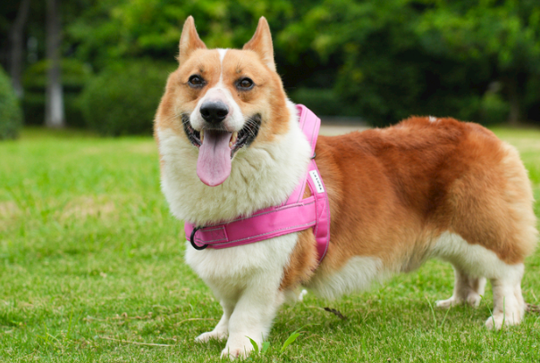 柯基犬的缺点汇总,想养之前一定要看清这些问题
