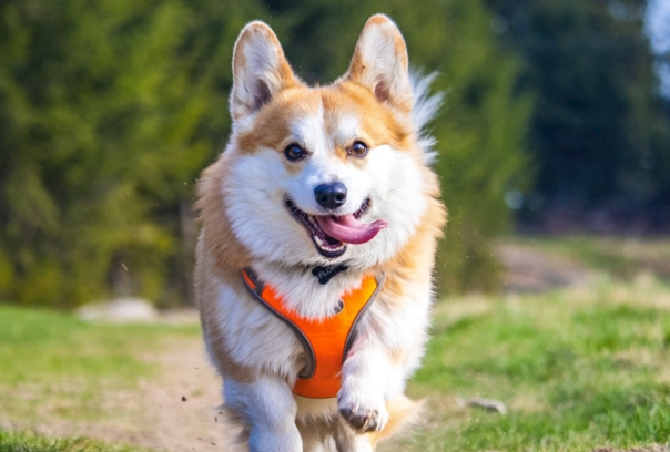 柯基犬的缺点汇总,想养之前一定要看清这些问题