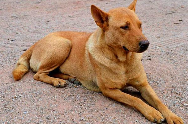 如何选土狗?新手挑选中华田园犬实用技巧