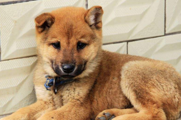 如何选土狗?新手挑选中华田园犬实用技巧