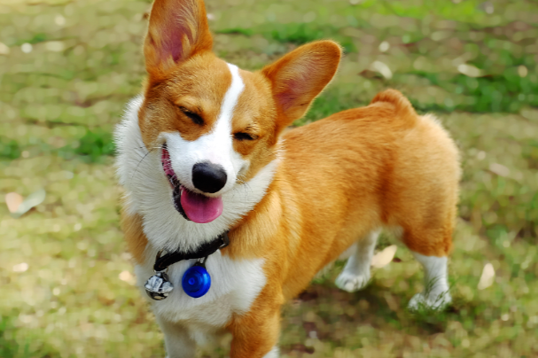 柯基犬的缺点汇总,想养之前一定要看清这些问题