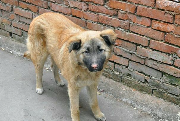 如何选土狗?新手挑选中华田园犬实用技巧