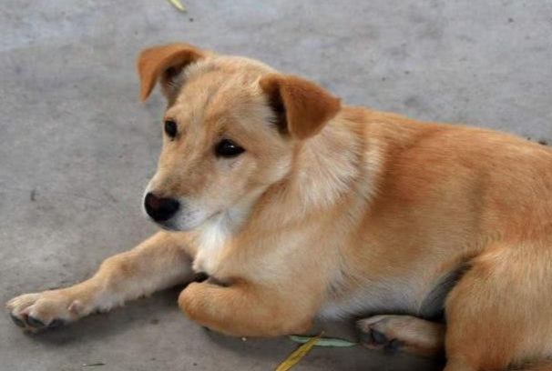 如何选土狗?新手挑选中华田园犬实用技巧