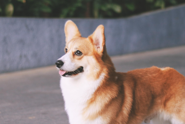 柯基犬的缺点汇总,想养之前一定要看清这些问题