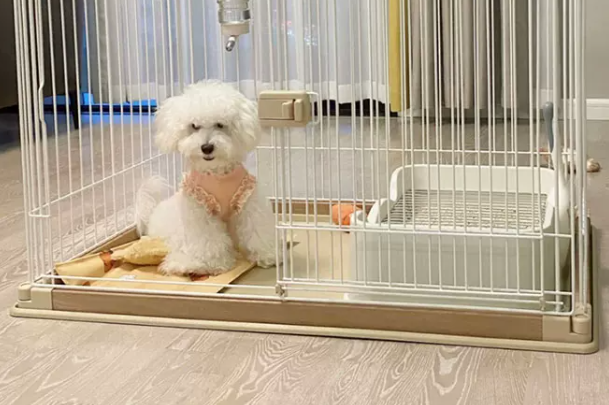 养狗要买些什么东西?新手养狗用品清单,不花冤枉钱