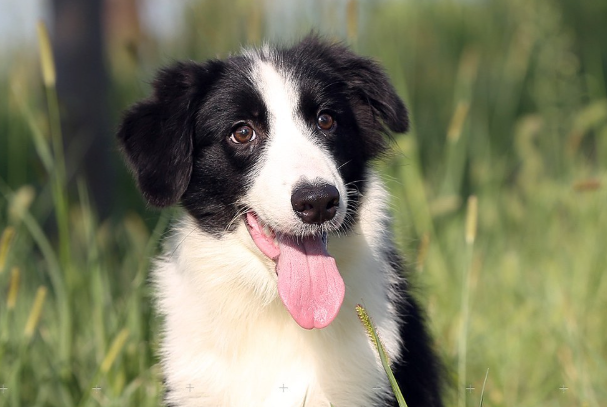 边境牧羊犬纯种多少钱?影响边牧价格的因素与选购避坑