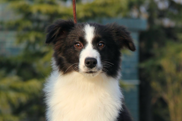 边境牧羊犬纯种多少钱？影响边牧价格的因素与选购避坑