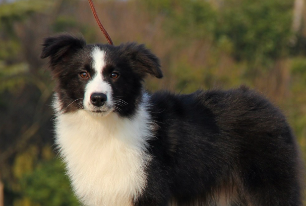 边境牧羊犬纯种多少钱?影响边牧价格的因素与选购避坑