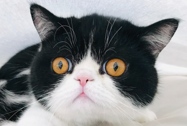 猫生病可以喝葡萄糖吗?分清情况再喂,别乱补