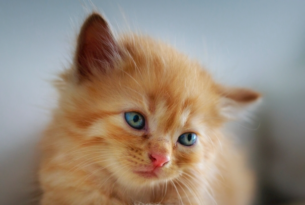 猫生病可以喝葡萄糖吗?分清情况再喂,别乱补
