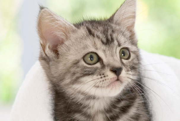 猫生病可以喝葡萄糖吗?分清情况再喂,别乱补