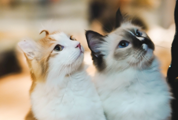 猫要洗澡吗?很多铲屎官都搞错了洗澡频率