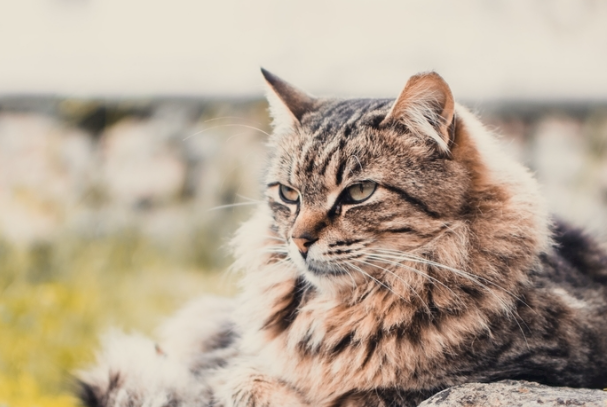 猫要洗澡吗?很多铲屎官都搞错了洗澡频率