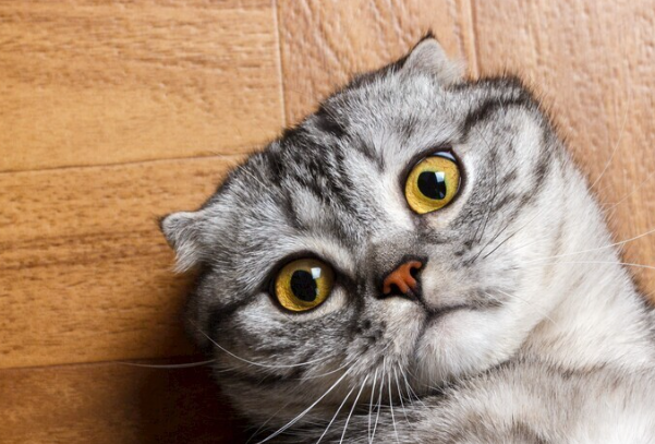 猫要洗澡吗?很多铲屎官都搞错了洗澡频率
