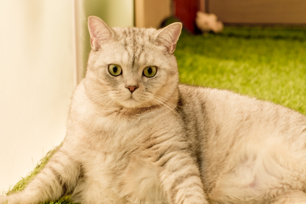 猫要洗澡吗?很多铲屎官都搞错了洗澡频率