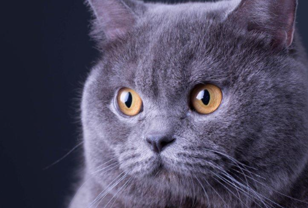 猫增肥吃什么?科学长肉不虚胖,避开喂错误区