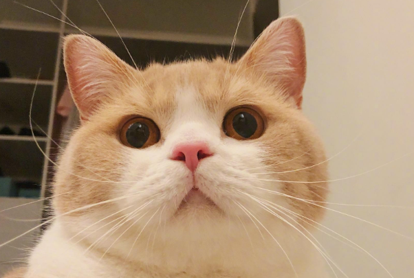 猫增肥吃什么?科学长肉不虚胖,避开喂错误区
