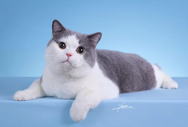 猫增肥吃什么?科学长肉不虚胖,避开喂错误区