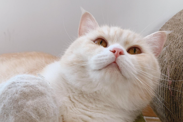 猫增肥吃什么?科学长肉不虚胖,避开喂错误区
