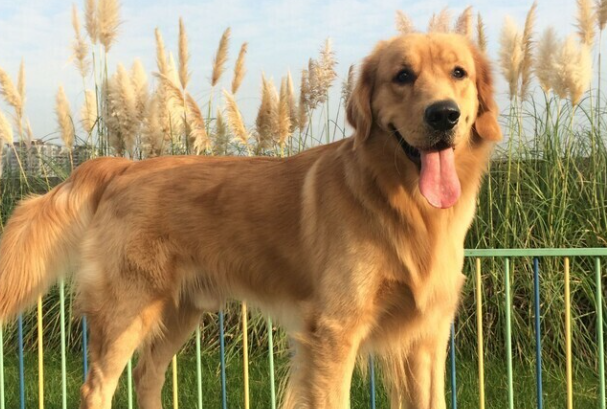 金毛犬感冒了吃什么药?分清症状再用药,别乱喂
