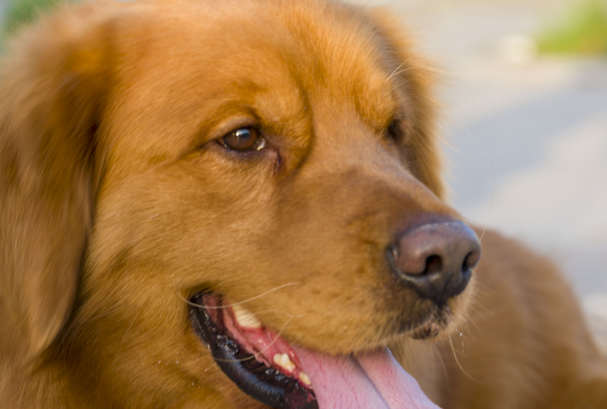 金毛犬感冒了吃什么药?分清症状再用药,别乱喂