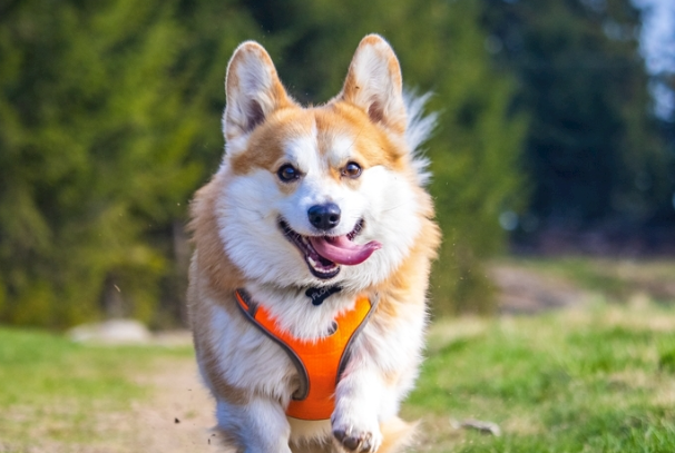 柯基犬值多少钱?不同品相渠道价格差别很大