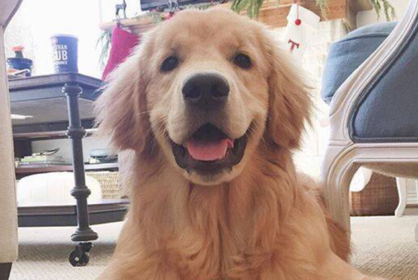 金毛犬感冒了吃什么药?分清症状再用药,别乱喂