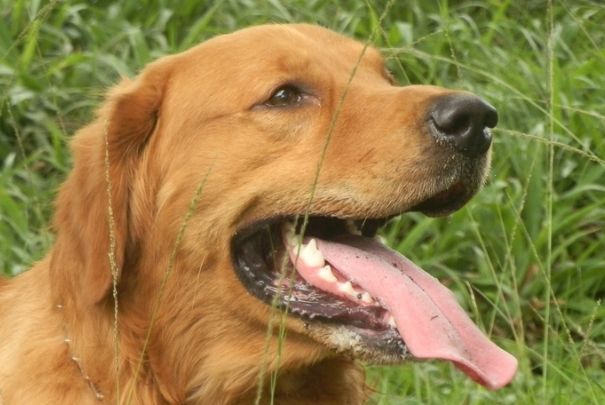 金毛犬感冒了吃什么药?分清症状再用药,别乱喂