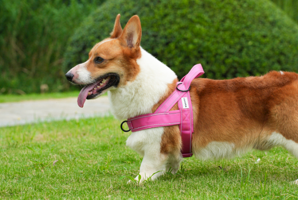 柯基犬值多少钱?不同品相渠道价格差别很大