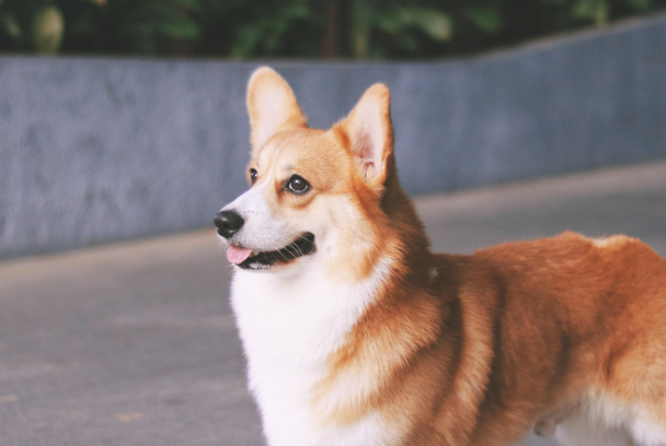 柯基犬值多少钱?不同品相渠道价格差别很大